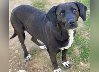 Hailey, geb. ca. 06/2015, lebt in GRIECHENLAND, auf einem Gelände, Hunde werden notdürftig versorgt