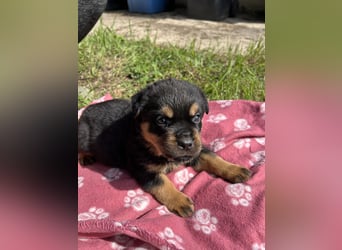 Reinrassige Rottweiler Welpen , Sportliche leistung Zucht