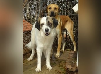 Zurückhaltender Erny sucht Familienanschluss