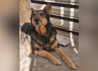 Maya - freundliche, kluge, ruhige Schäferhundmix-Seniorin / z.Zt. noch in Rumänien
