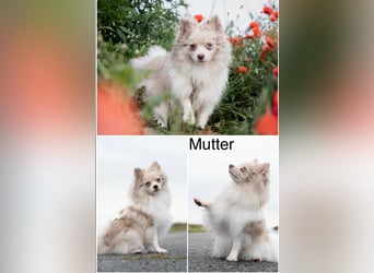 Reinrassige Pomeranian (Zwergspitz) Teddy-Hündin ab sofort abzugeben