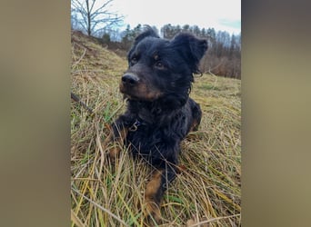 Herzenshund RALF möchte dein Schatten werden