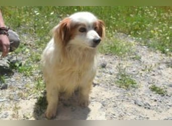 Kiko – einer von zwölf zurückgelassenen Hunden sucht ein neues Zuhause