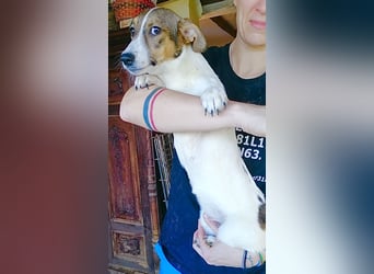 MOLLY, Hündin, 3 Jahre, 27cm, Mischling, Tierschutz