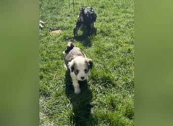 Tibet Terrier Hündin