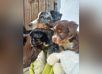 Hübsche Aussie Welpen