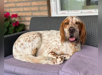 Lieber Setter ♥Luca♥ in 84513 Töging