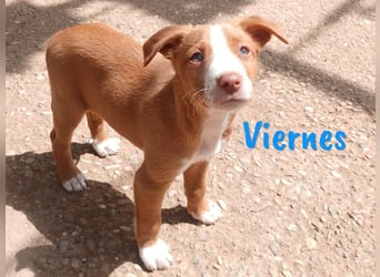 Viernes 01/2025 (ESP) - sozialer und verspielter Podenco Bub!