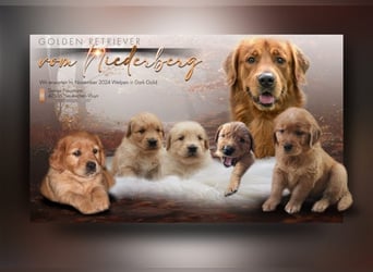 Wunderschöne reinrassige Dark Golden Retriever Welpen.Goldpfötchen suchen eine liebevolle Fam.