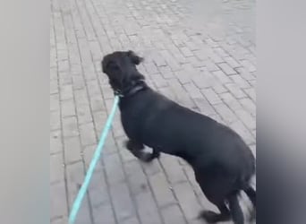 Nena - ängstliche, unsichere aber liebe Hündin / Pflegestelle in Olpe