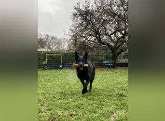 Schwarzer Schäferhund LARK sucht eine neue Familie!