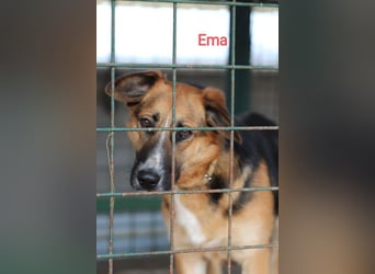 EMA + BOJAR - die Beiden lieben sich sehr, daher werden sie nur im Doppelpack vermittelt