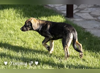 Timmy, Adam und Ajax suchen ein Zuhause