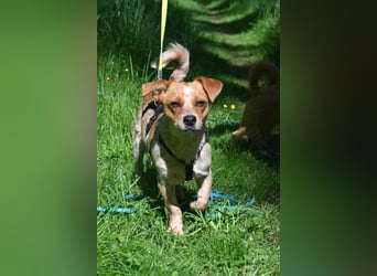 Kleine Zaubermaus Amali(1 Jahr/35 cm/9 kg) sucht liebevolles Zuhause