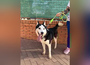 RIKU-Traumhusky gesucht?Liebenswertes ,neugieriges,freundliches Kerlchen sucht Zuhause