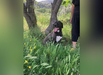 Giona – ein Hund und Gentleman!