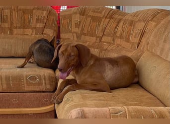 Levante sucht Vizsla Liebhaber