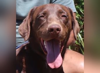 Zoe, Labrador-Mix, lieb und sozial