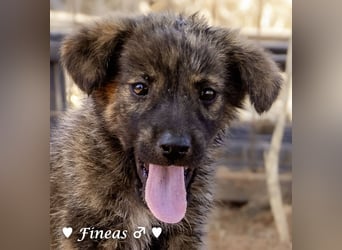Fiona und Fineas suchen ab Anfang August ein Zuhause