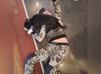 Welpe Kira sucht ihr Für-Immer-Zuhause ❤️