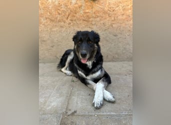 Jázmin, kaukasischer Schäferhund-Mix mit großem Herz, ca. 2,5 Jahre, ca. 69 cm, ca. 40 kg