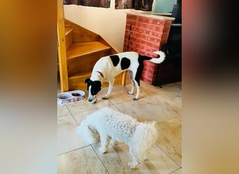 Hübsche Iris sucht liebe Familie