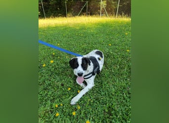 lieber Pointer Mischling Merlin sucht ein Zuhause oder Pflegestelle