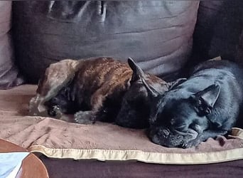 Zuhause gesucht für unsere Mory – kleine Bulldoggen-Prinzessin mit großem Herz