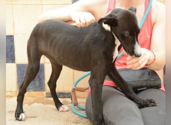 Manjo, freundlich-verspielter aufgeschlossener Galgojunge