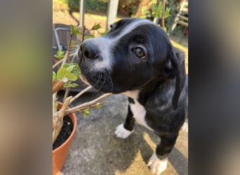 Cane Corso - Dogo Argentino Mischlingswelpe Hündin