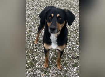Orelle, geb. ca. 05/2024, lebt in GRIECHENLAND, auf einem Gelände, auf dem die Hunde notdürftig vers