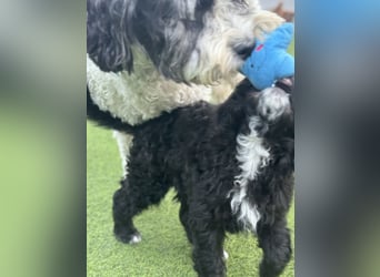 Labradoodle Ich bin der letzte aus diesem Wurf