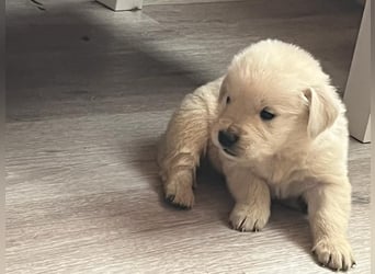 Golden Retriever Welpen abzugeben