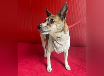 ❤️ liebenswerter kleiner TRÜFFY - 7 Jahre, 30cm/9kg - Mischling