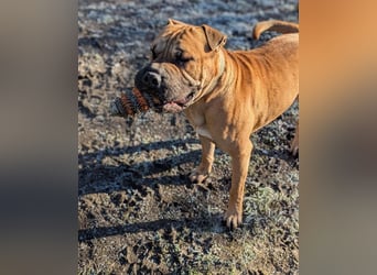 Moncho sucht Pflege- oder Endstelle