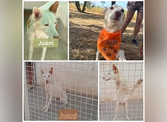 JUANI