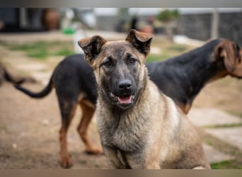 Nala - sportlich und freundlich