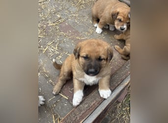 Labrador x Rhodesien Ridgeback Welpen