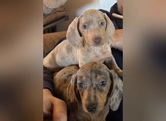 Zwergdackel,Dackel in Sonderfarben,amerikanische Zwergdackel Welpen suchen tolle Familien