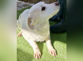 Carlotta - goldiges Hundekind