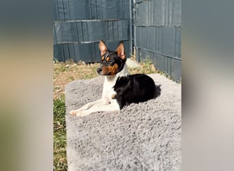 2 Basenji Welpen Junghunde, Tricolor, Rüde