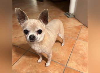 (R) ❤️ süßer Zwerg KIKO - 4 Jahre, 24cm/ 3kg - Chihuahua