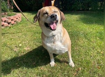 Nazli, Labrador-Mix- Hündin, geb. 2015, su. verständnisvolles Zuhause