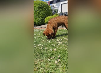 Miniature Aussiedoodle Welpen