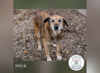 Mick: Sanfter Senior mit Charme