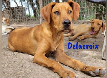 Delacroix 11/2022 (ESP) - verspielter, liebevoller und sportlicher Jagdhund-Mix Junghund!