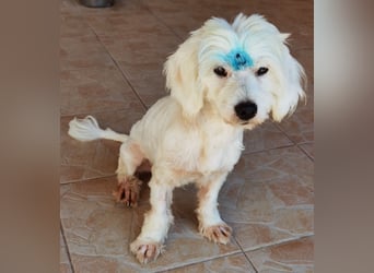 Samy der Süße