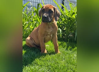 Rhodesian Ridgeback Welpen