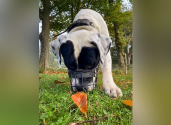 Vermittlungshilfe für Snoopy