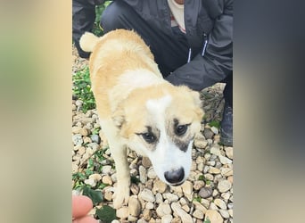 LEILA sucht eine Familie